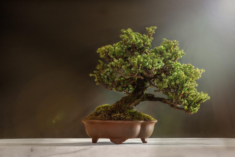 Get Complete Information About Bonsai Tree & Their Types, and Seeds