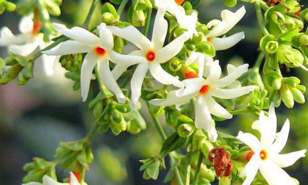 Parijat Tree Benefits, Flower, Characteristics, & Significance