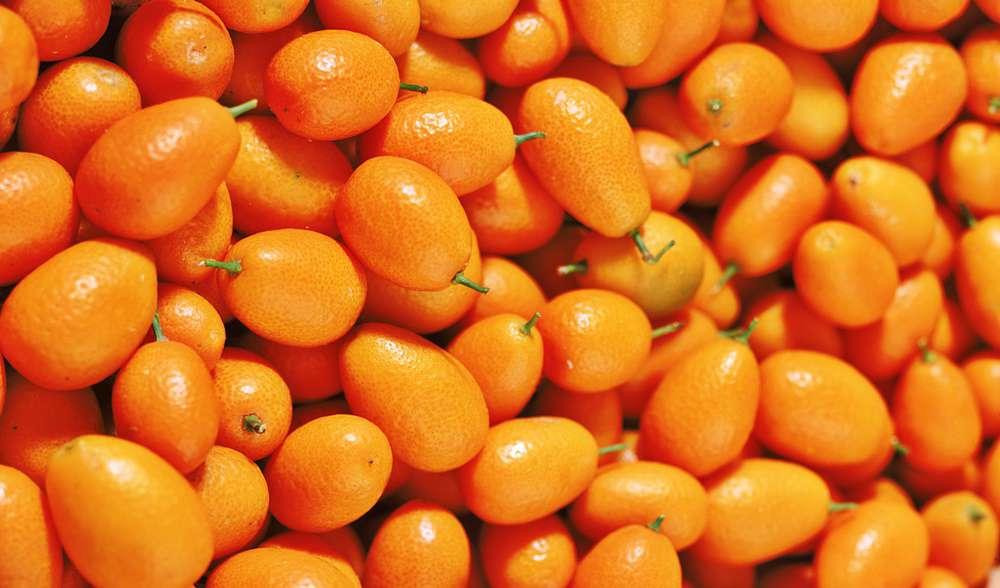 El cultivo del quinoto InfoAgro