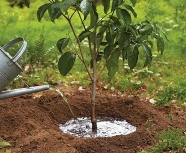 La importancia de regar al árbol Infoagro