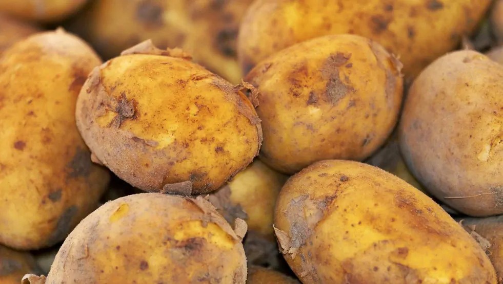 3 formas de conservar las papas para que duren meses Infoagro