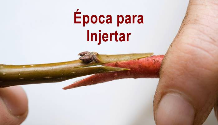 ¿Cuál es la mejor temporada para hacer injertos? InfoAgronomo