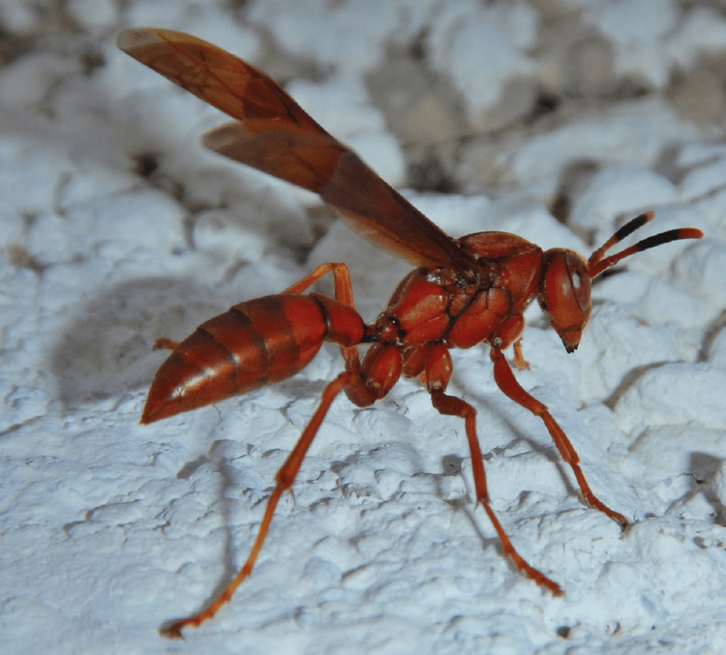 Red wasp characteristics, behavior, habitat and life cycle