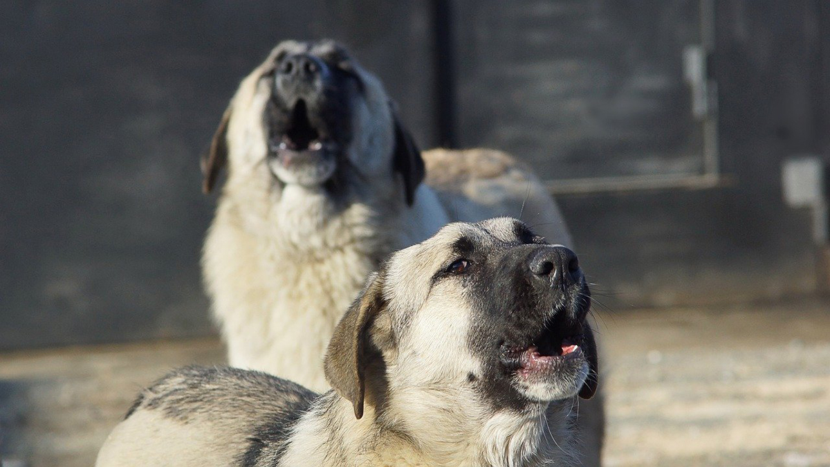Why do the dogs howl? Types of howling and main reasons