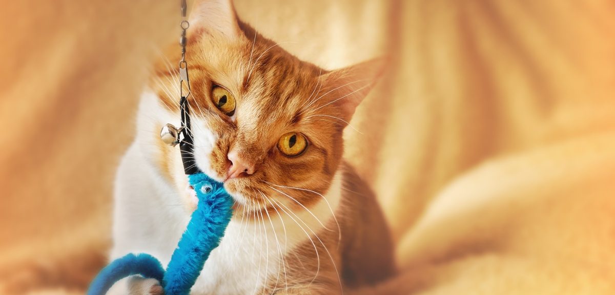 Why cats bite reasons and ways to avoid it