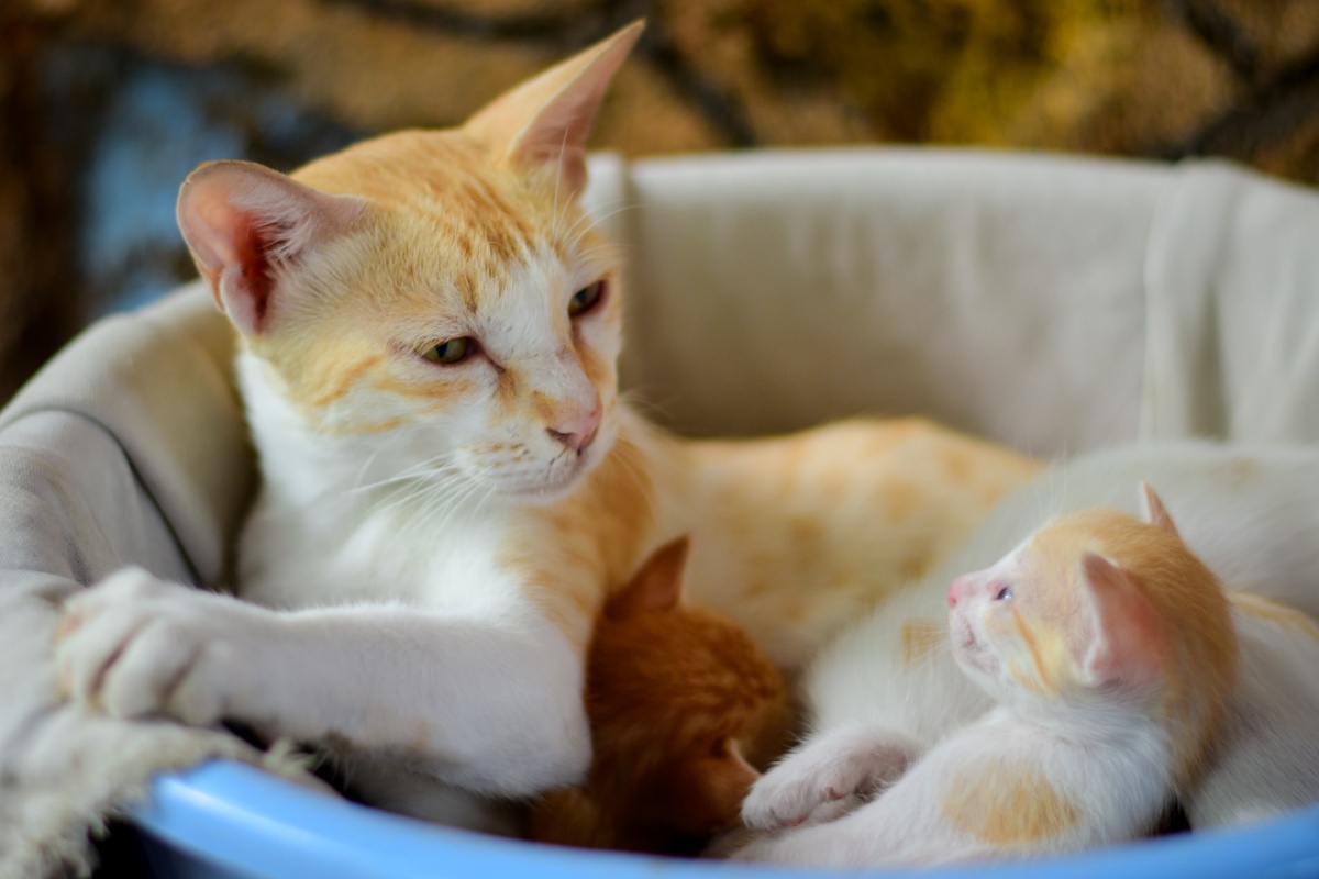All about the gestation of cats, pregnancy and childbirth