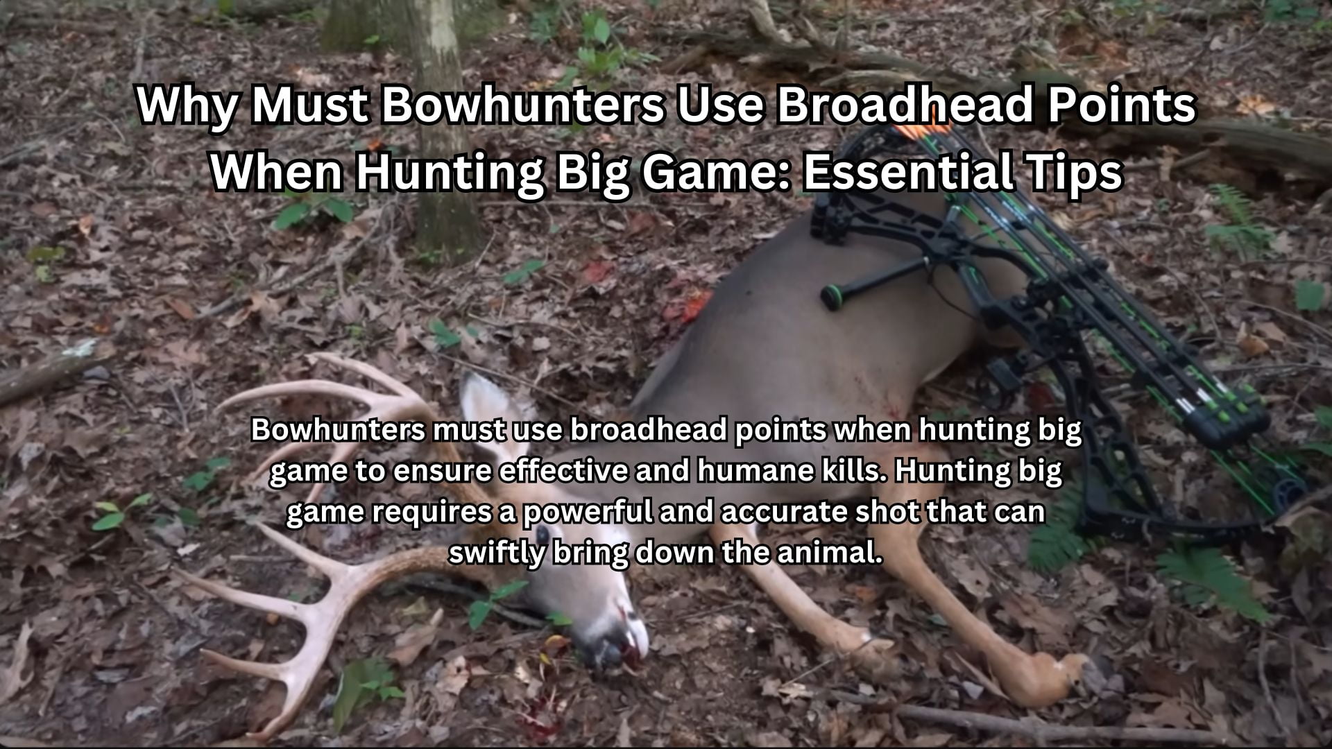 Why Must Bowhunters Use Broadhead Points When Hunting Big...