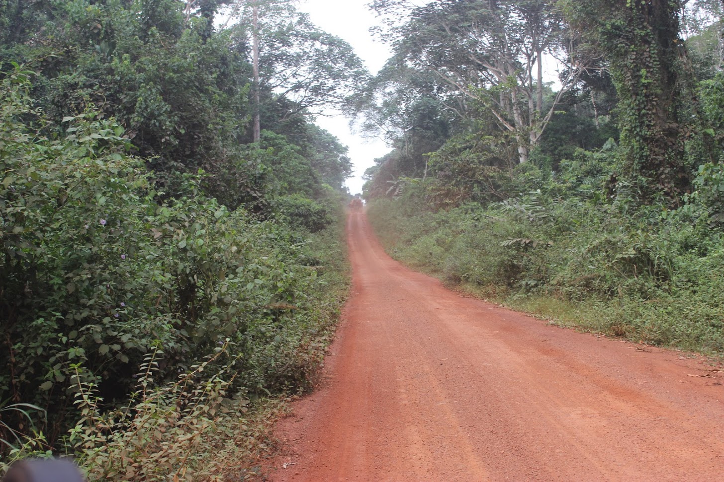 The Road to Destruction? InfoCongo