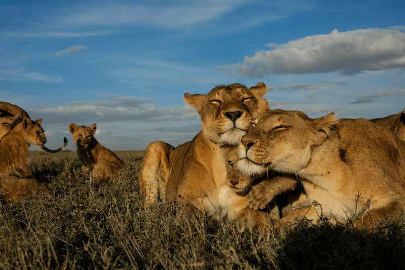 Flashcard Activities for the Young Learner Classroom National