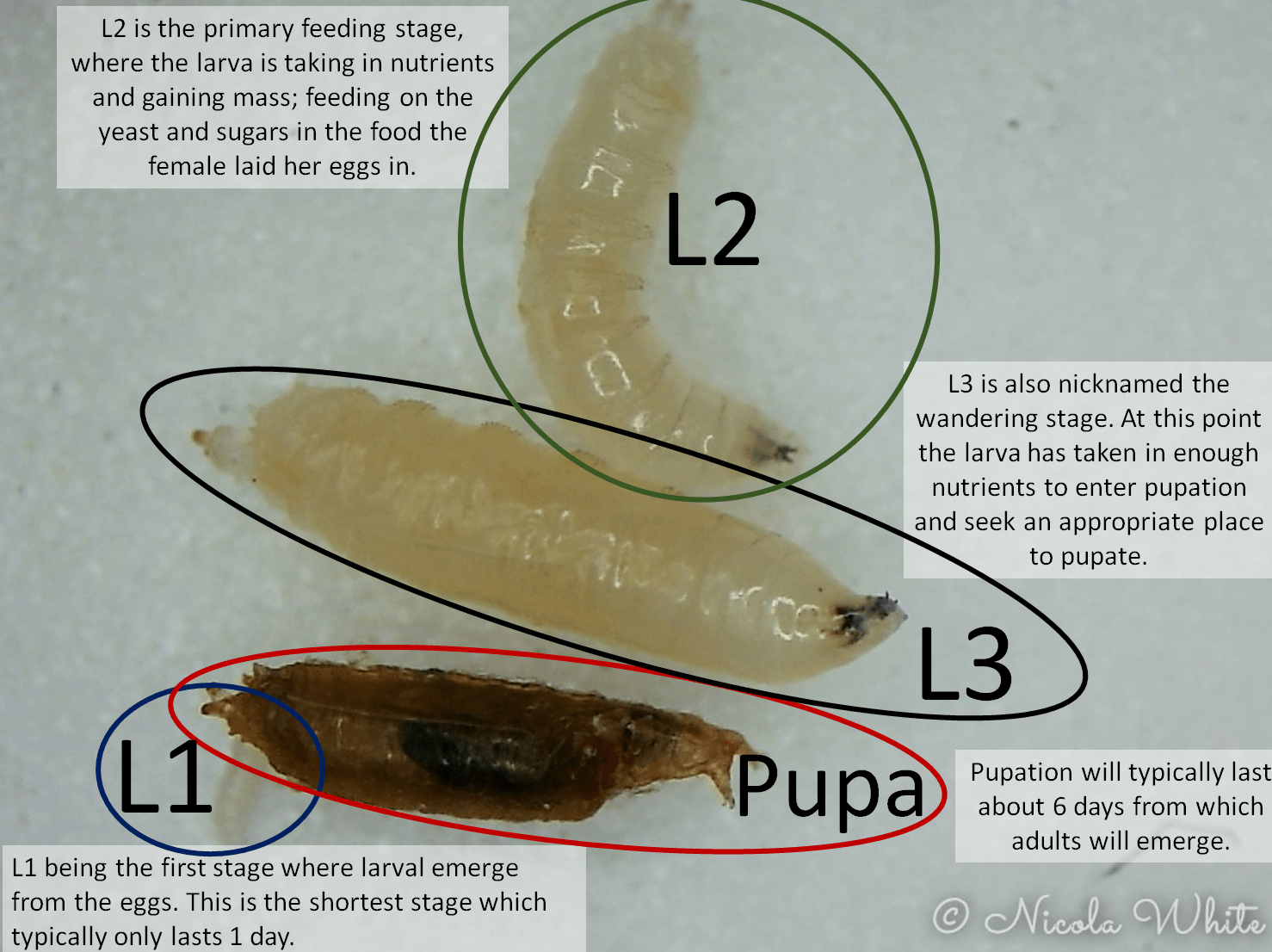 Fruit Fly Larvae Stages