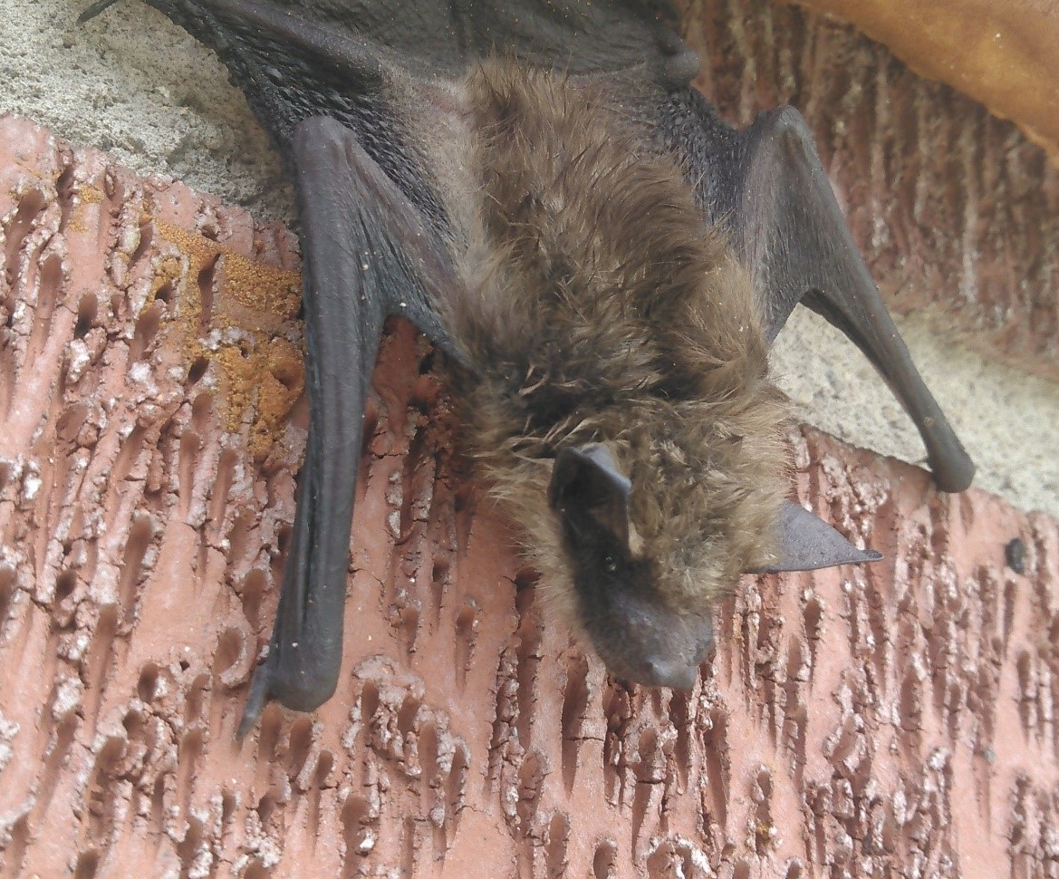 A Guide on How to Remove Animal in The Attic Infolific