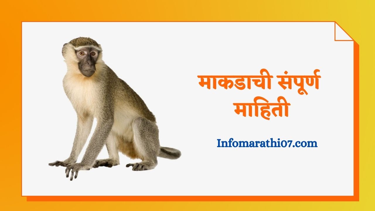 माकडाची संपूर्ण माहिती Monkey information in Marathi