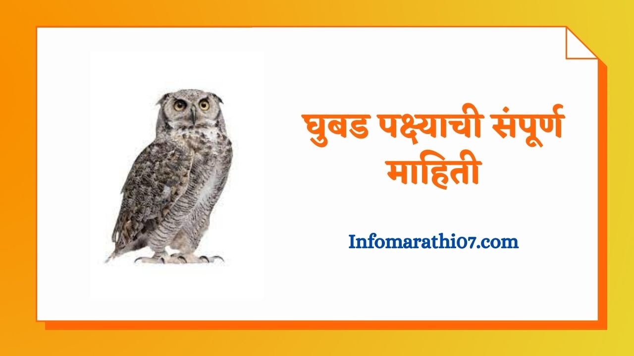 घुबड पक्ष्याची संपूर्ण माहिती Owl information in Marathi