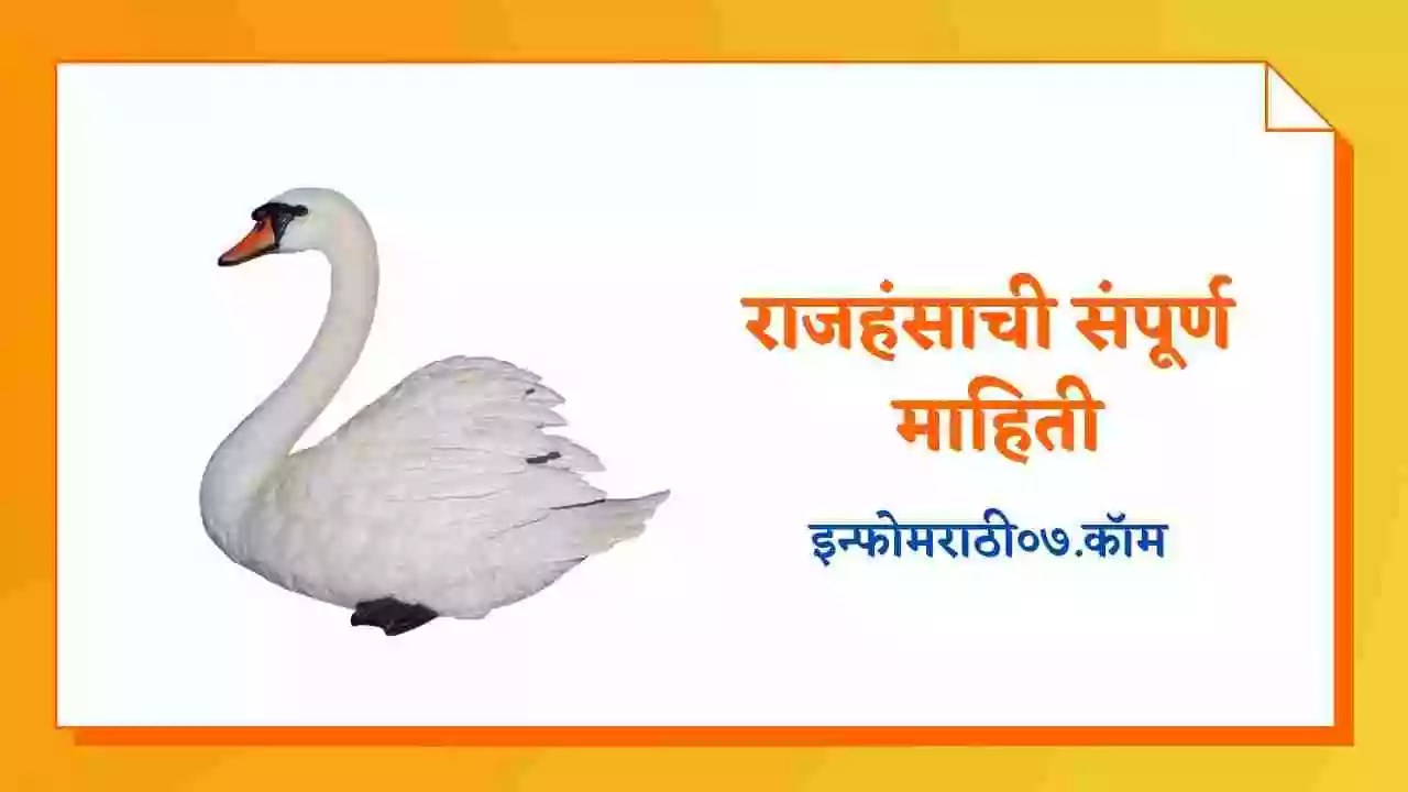 राजहंसाची संपूर्ण माहिती Swan Information in Marathi