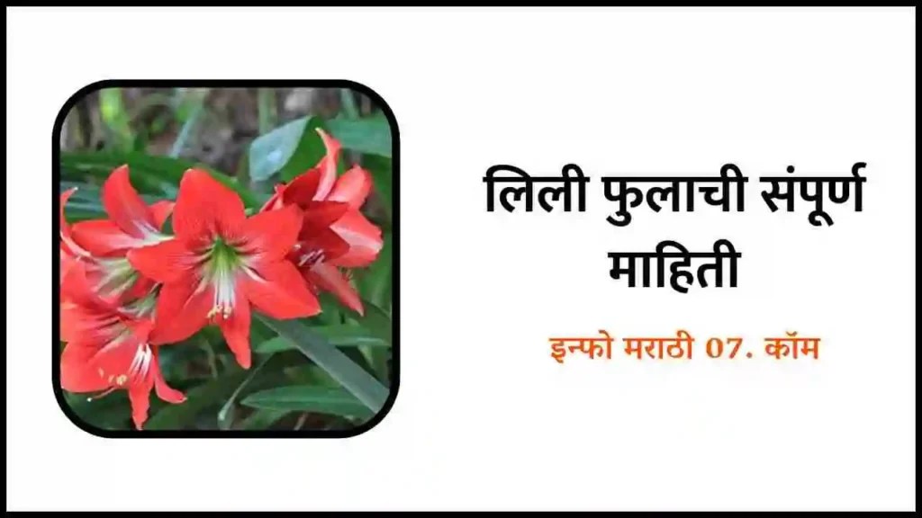 लिली फुलाची संपूर्ण माहिती Lily Flower Information in Marathi