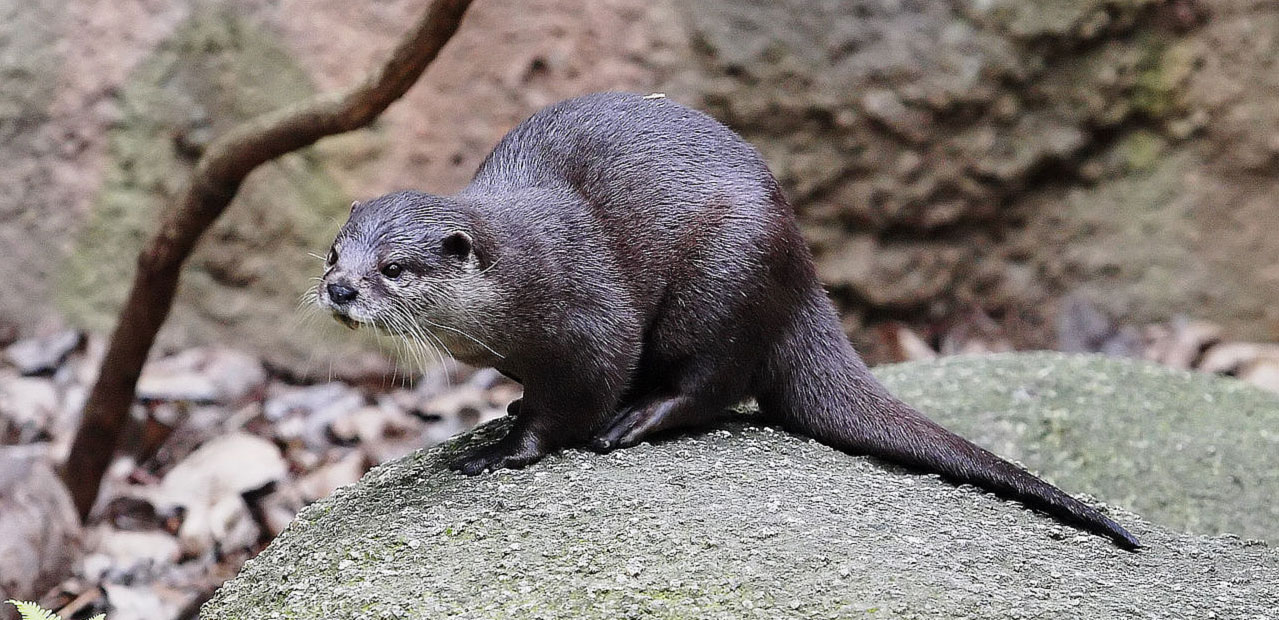 Confirmación de COVID19 en nutrias en un acuario en