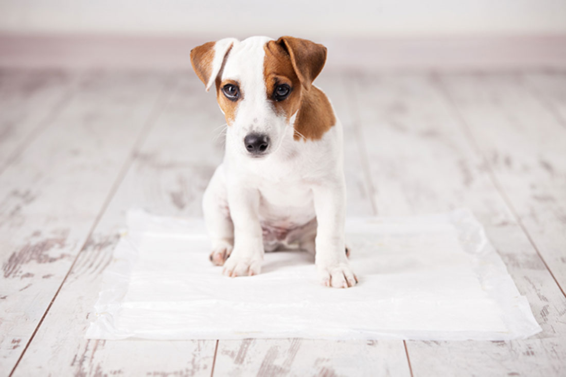 Cómo enseñar a un perro a hacer sus necesidades en un solo lugar
