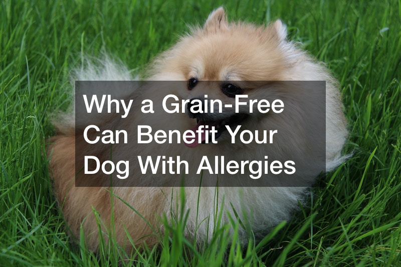 Why a GrainFree Can Benefit Your Dog With Allergies Infomax Global
