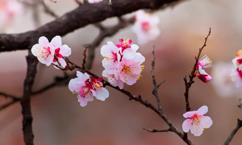 What to Do in Birmingham in March 2019 Infomedia