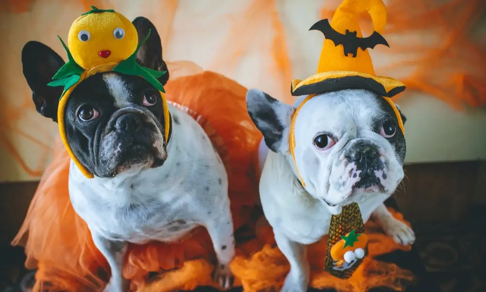 What to Do in Birmingham in October 2019 Infomedia