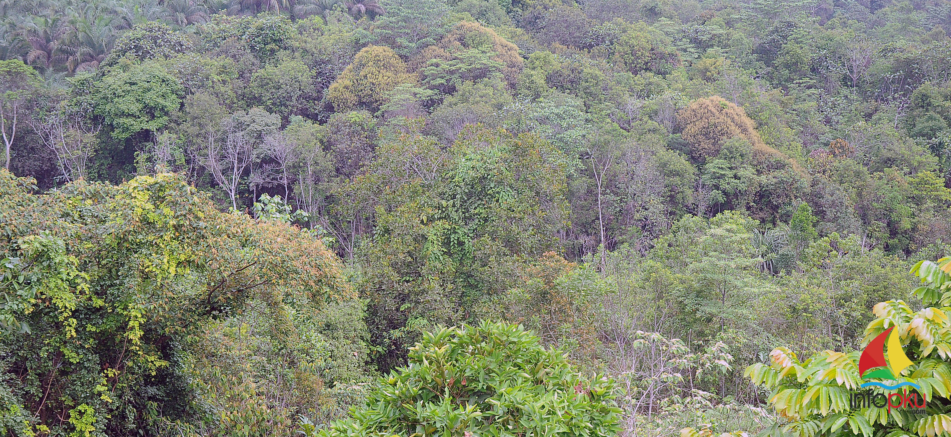 Taman Nasional Yang Ada Di Riau Infopku