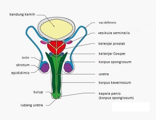 Sistem Reproduksi Pria: Bagian, Fungsi Organ, dan Hormon Reproduksi -  Sistem Reproduksi Pria: Bagian, Fungsi Organ dan Hormon Reproduksi