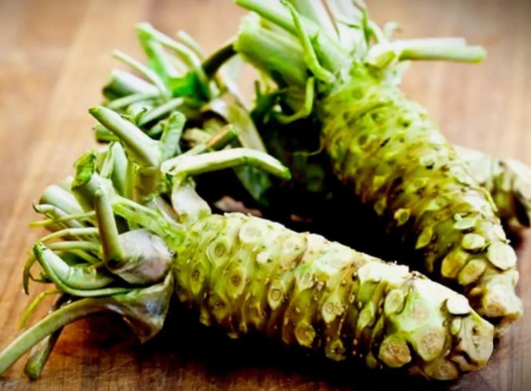 Wasabi 10 bienfaits pour la santé Information FR