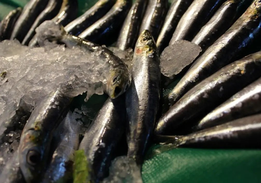 Anchois 12 bienfaits pour la santé Information FR