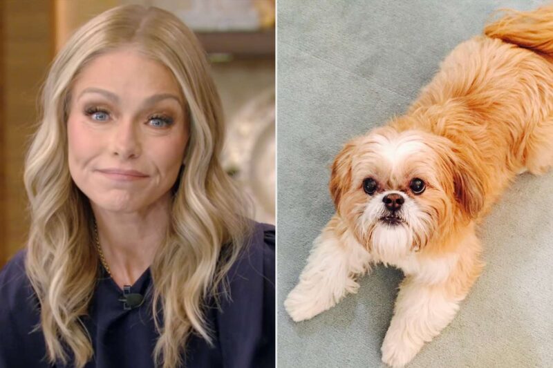 Kelly Ripa shares a heartfelt update on her ailing 17yearold dog