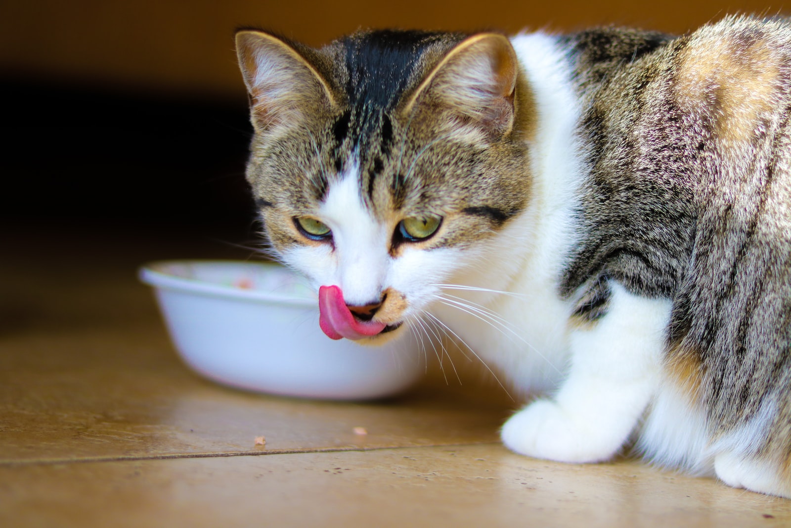 Best healthy diets for cats