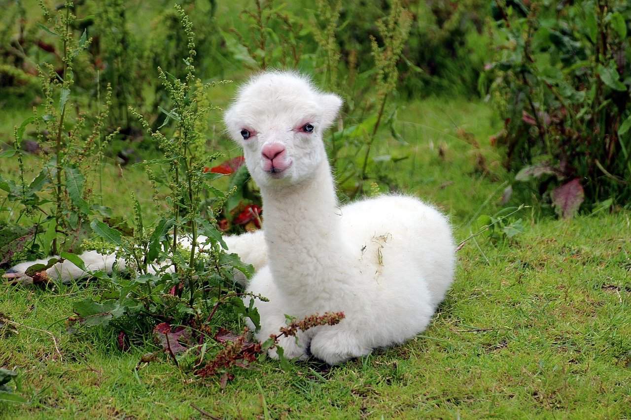 Do Alpacas Lay Eggs? Informed Farmers