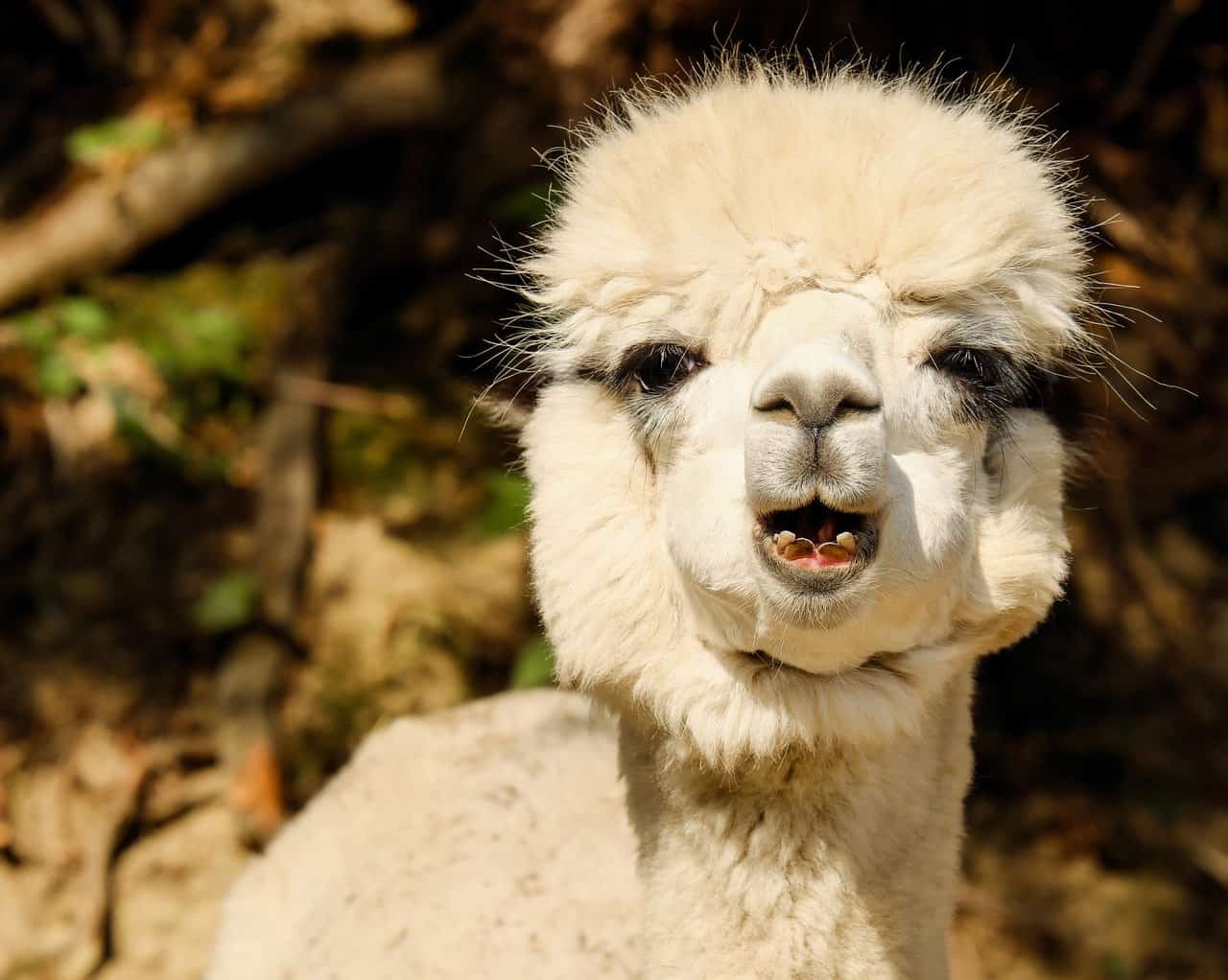 Why Do Alpacas Spit? (3 Main Reasons) Informed Farmers