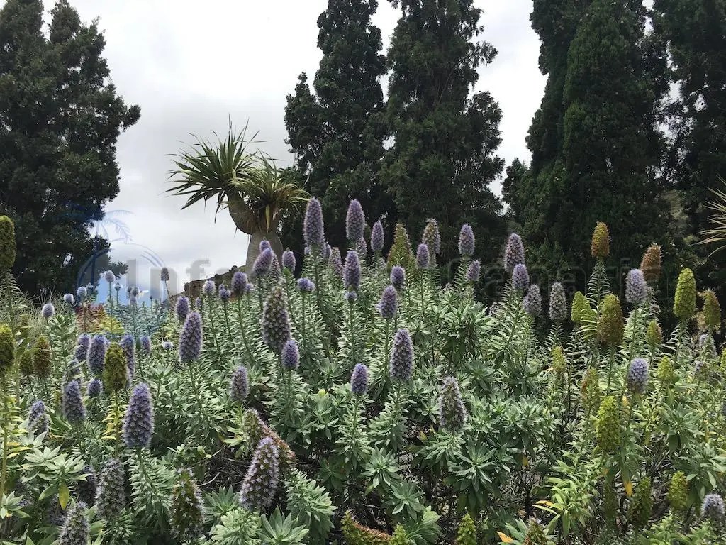Botanischer Garten Gran Canaria Jardin Canario Grune Oase In Tafira