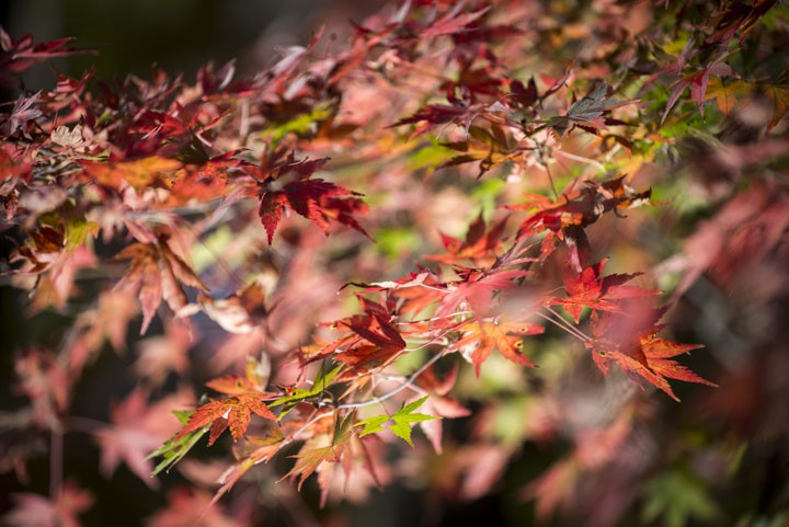 陣馬山　紅葉