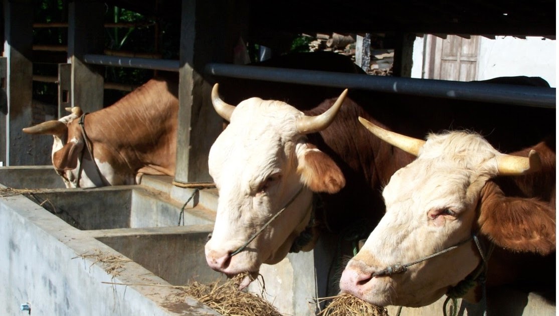 Strategi Sukses dalam Analisa Usaha Ternak Sapi Potong 10 Ekor