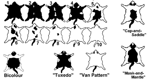 10 identifiable grades of bicolor in cats