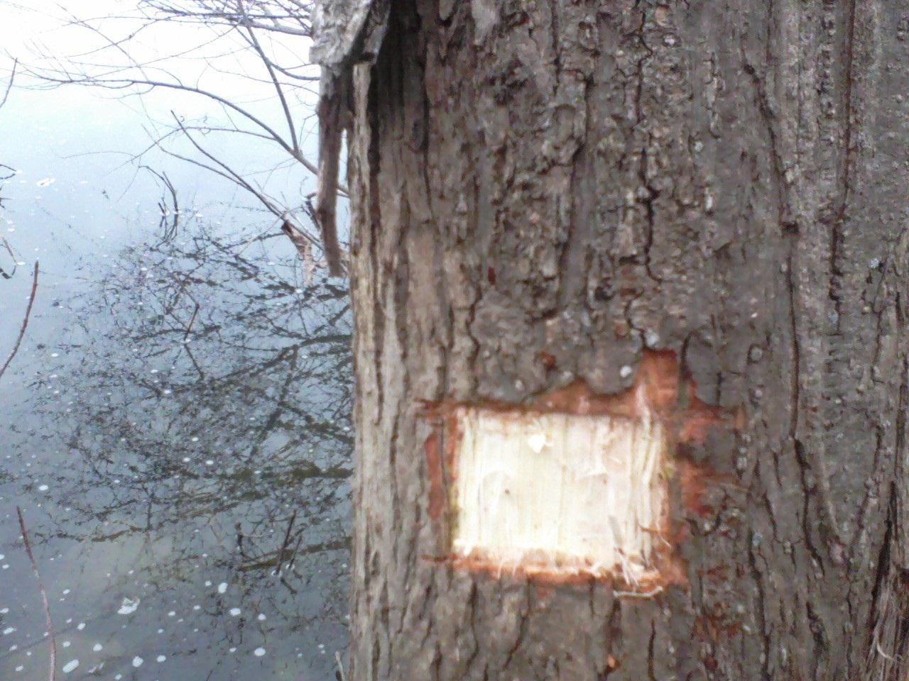 How to Make Aspirin from a Willow Tree — Info You Should Know