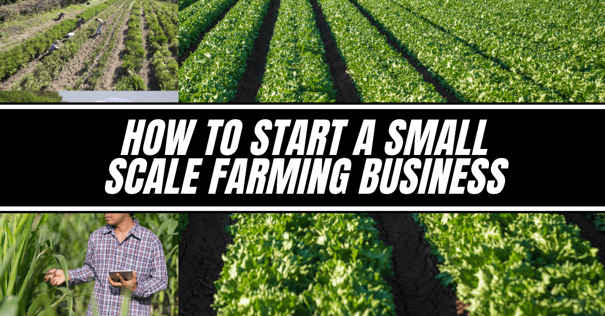 How to Start a Small Scale Farming Business Infozone24