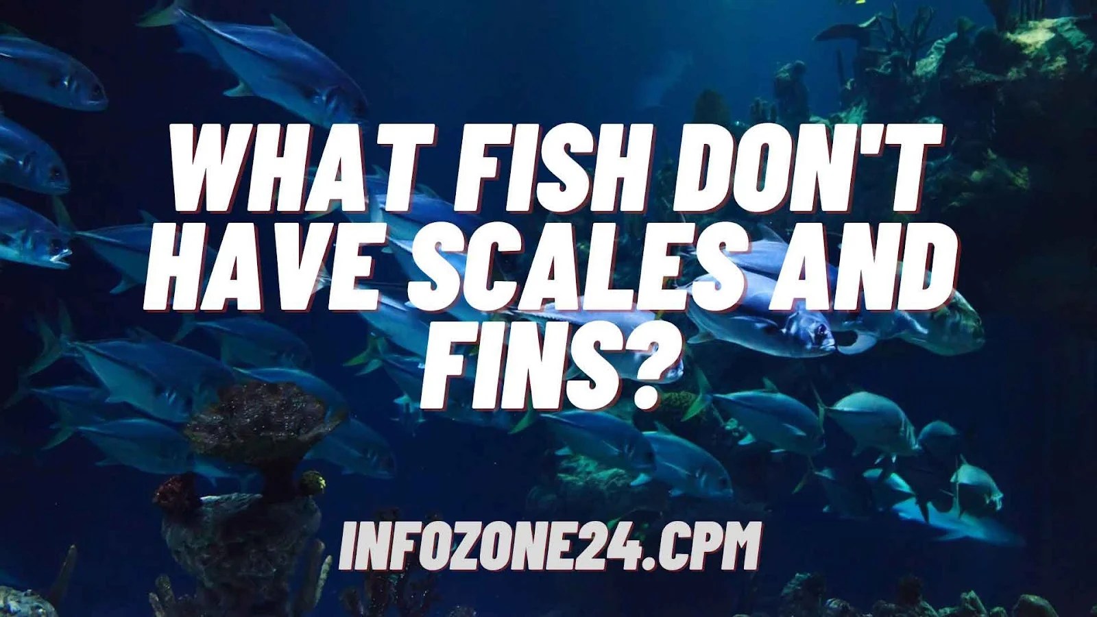 What Fish Don't Have Scales and Fins? Infozone24