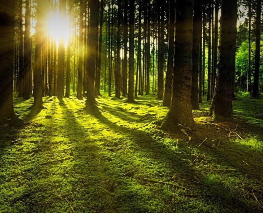 ¿Qué es un ecosistema? Tipos de Ecosistemas Ingeoexpert