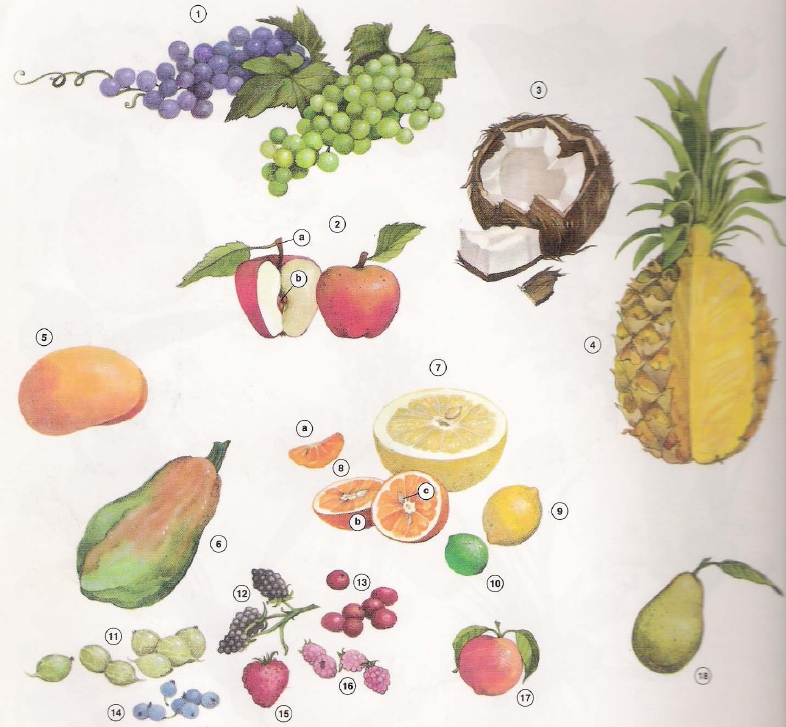 Vocabulario frutas y verduras en INGLES fruit and vegetables