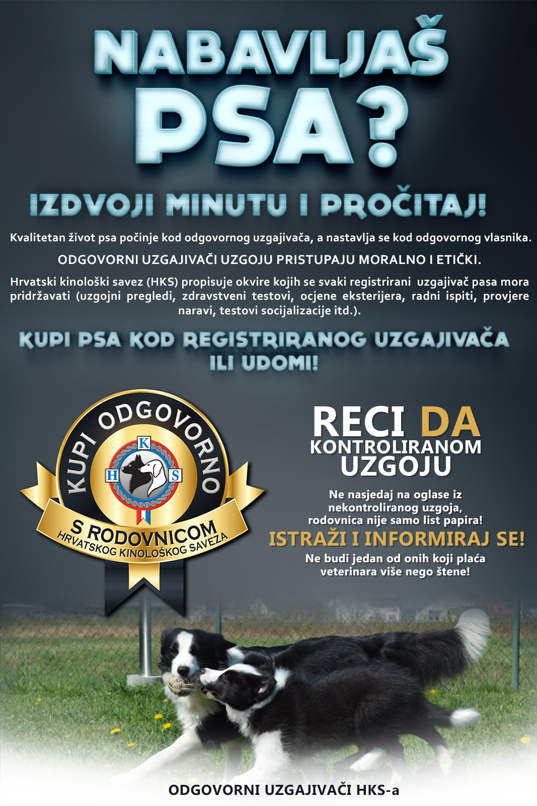 InGold's Border Collies