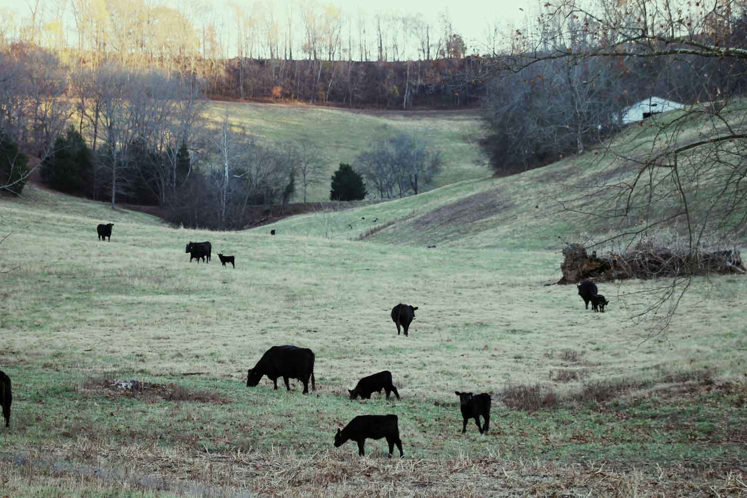 Ingram Angus Cattle Sales Ingram Angus Angus Cattle in Tennessee