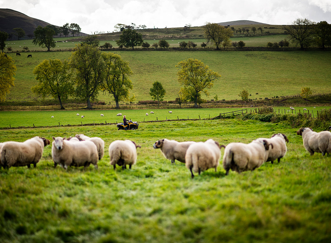 National Park Experiences The Ingram Valley Farm Safari Ingram Valley