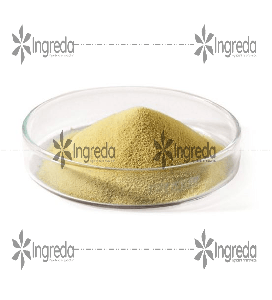 Chiết xuất nấm men Yeast Extract