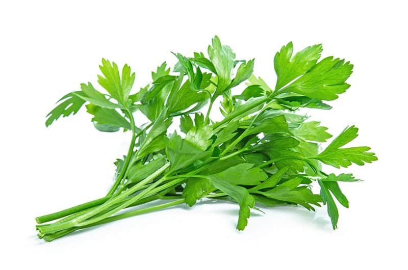 Substitute For Coriander 16 Options To Spice Up Your Dish