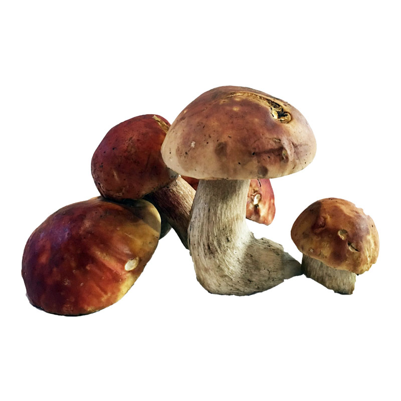 Hongo Porcini Fresco, 500g Ingredienta