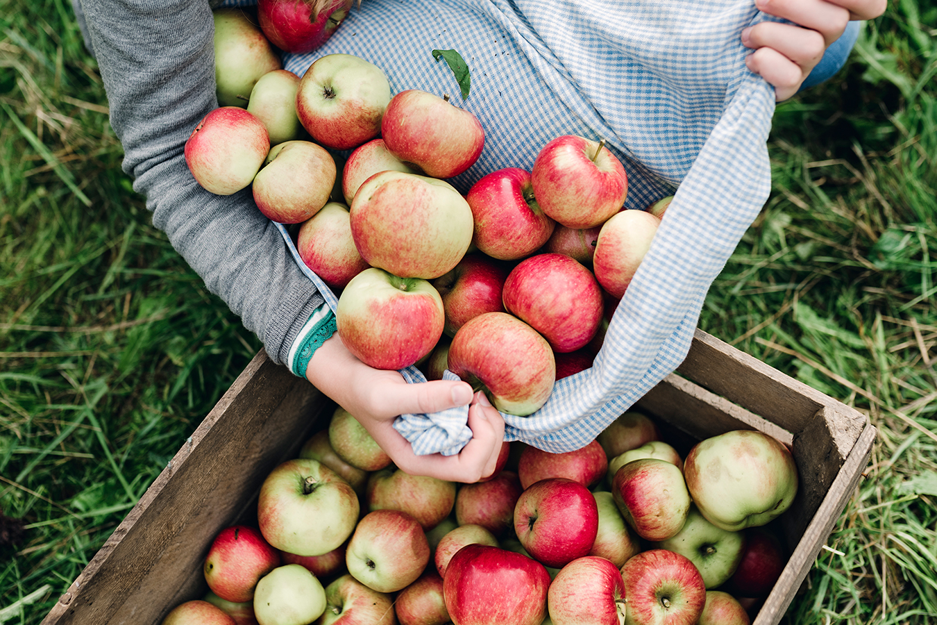 12 Places to Go Apple Picking Near NYC Inhabit