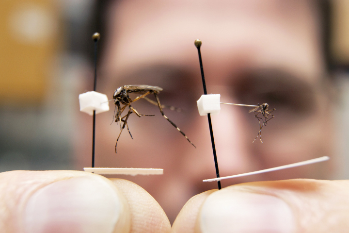 SuperSized Mosquitoes To Descend on Florida This Summer, Experts Warn
