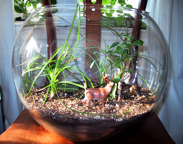 How to Make Your Own Terrarium